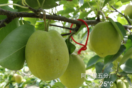 庫爾勒香梨梨小蛀果率小于1%？澳福姆能做到！