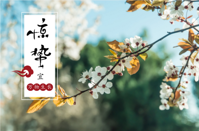 驚蜇到 ，桃始華，梨小如期而至