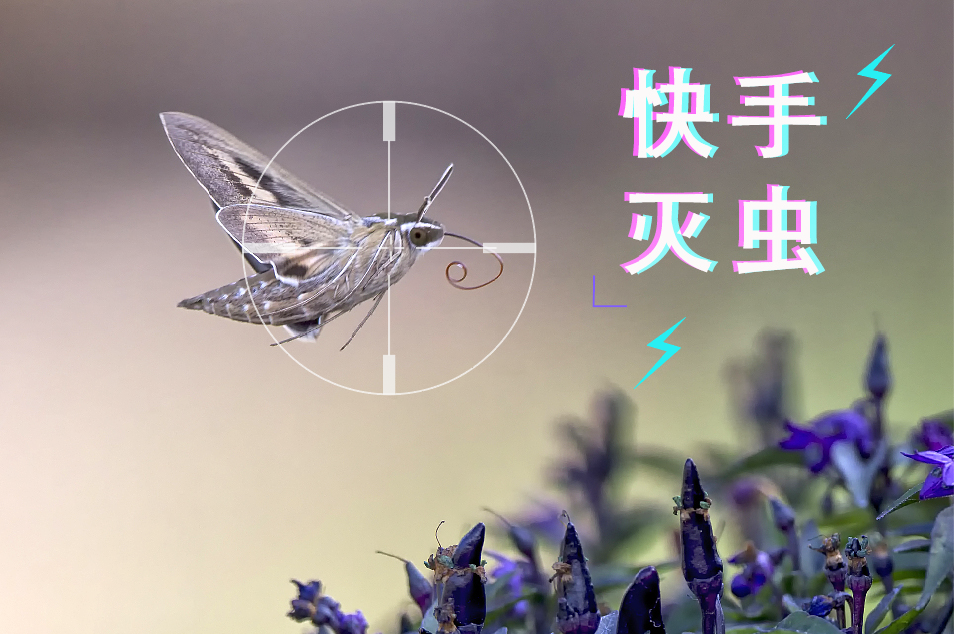 【快手滅蟲】備戰(zhàn)3分鐘滅蟲300只，不服來戰(zhàn)！